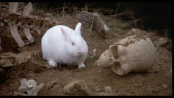 monty python rabbit