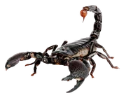 Scorpion-png-image-purepng-transparent-png-image-library-3