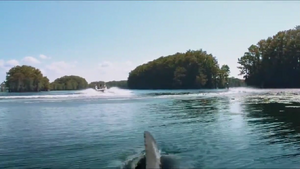 The Bull Shark as it appears and begins pursuing Malik.