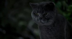 "Careful, house cat. You're askin' for it."