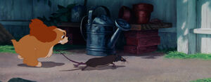 The rat being chased by Lady.