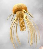 Kurage Yummy.jpg (11 KB) Kurage Yummy