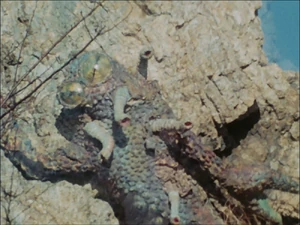 Hiruchameleon camouflaging himself.