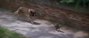 Cujo | Villains Wiki | Fandom