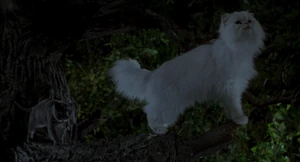 Smokey sneaks up behind Snowbell.