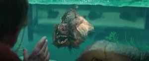 A piranha flaring its gills at Carl Goodman.