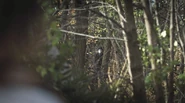 Persephone standing menacingly in the woods.