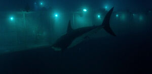 Mako Sharks (Deep Blue Sea)/Gallery | Villains Wiki | Fandom
