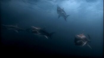 Goblin Sharks (Malibu Shark Attack) | Villains Wiki | Fandom