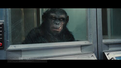 Koba in Rise of the Planet of the Apes