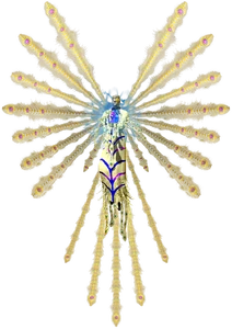 Father Balder's winged form.