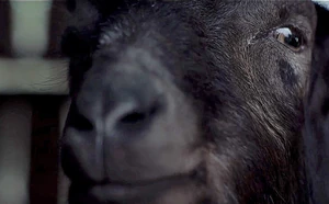 The-witch-goat 0.jpg (73 KB)