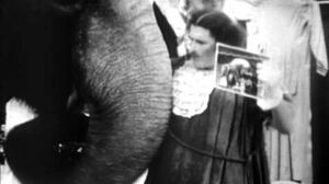 Aunty Jack making a "elephant bonsai".