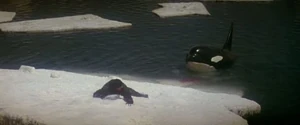 Nolan starts to slip as Orca tilts the floe.