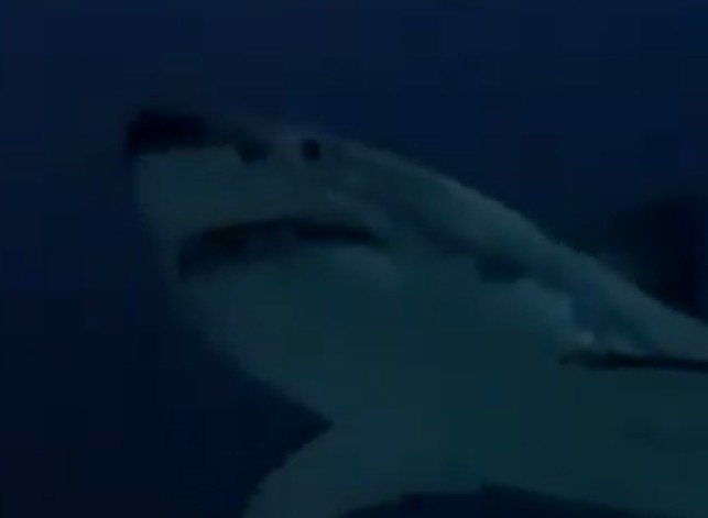 Great White Sharks (Shark Attack) | Villains Wiki | Fandom