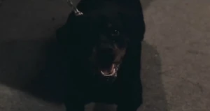 Rocky the Dog.jpg (49 KB) Rocky