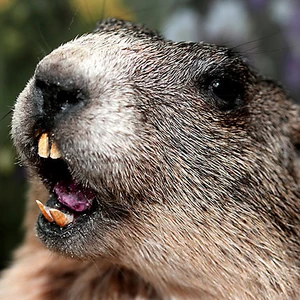 Hh-animals-groundhog-2.jpg (85 KB) A groundhog snarling.