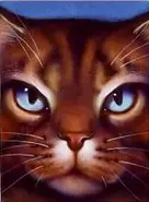 Hawkfrost on the original cover of Sunset