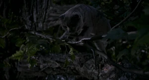 Smokey presses the branch Stuart is on to the other cats.