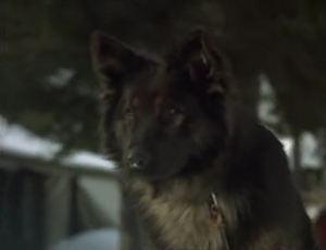 Spitz in Call of the Wild: Dog of the Yukon.