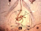 Qu