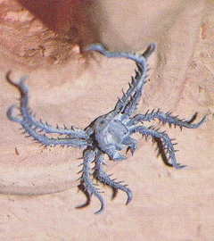 Satan Bug.jpg (27 KB) A Satan Bug.