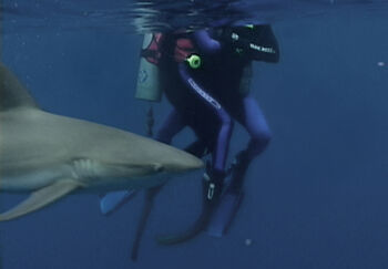 Caribbean Reef Sharks