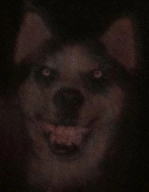 smile dog creepypasta story