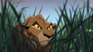 Zira's evil glare