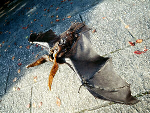 Bat Man in his bat form.