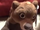 Crack Bear