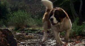 Cujo chasing a rabbit.