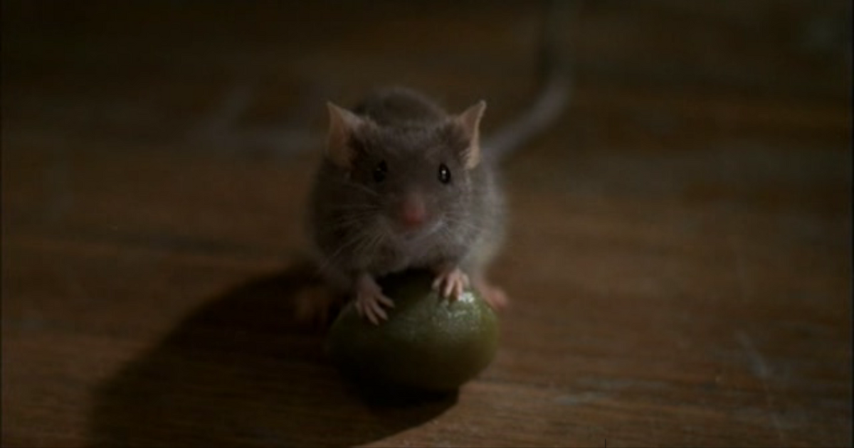 The Mouse Hunt Guide: The Zugzwang Trap