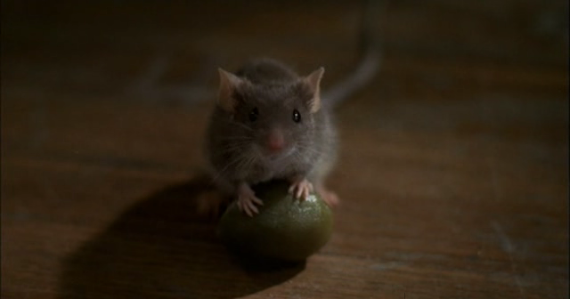 House mouse - Wikipedia