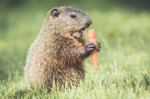 Groundhog-eating-carrot.jpg (746 KB) A groundhog defiling and poisoning a carrot.