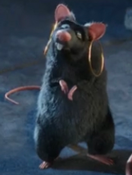 Rat