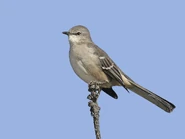 Wibirdoriginal.jpg (75 KB) wi_birdlover's used profile picture in high quality.