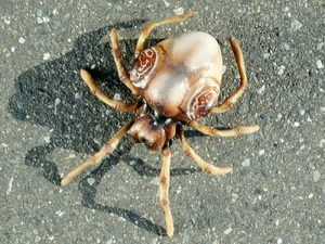 One of Spider Woman's spiders.
