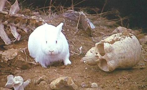 Rabbit of Caerbannog, Villains Wiki