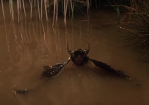 A crystal bat on the water.