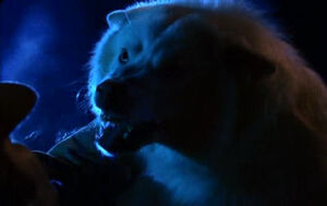 Kyla in her white wolf form.