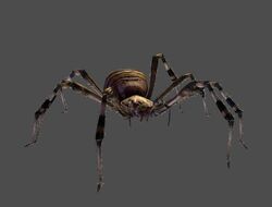 eight legged freaks spider species