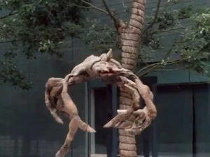 Bridy's spider parasite