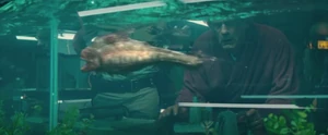 A piranha in Carl Goodman's fish tank.