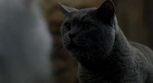 (Snowbell: So you think you can help me?) "Consider it done."