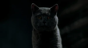 (Snowbell: I got this mouse at home I can't eat.) "Sensitive stomach?"