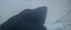 Jaws-movie-screencaps com-13890