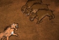 Soto's pack in The Ice Age Adventures of Buck Wild.png