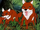 Dholes