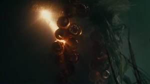 The piranha eggs.